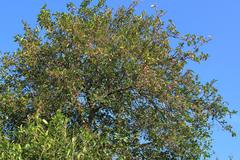 Chionanthus mala-elengi